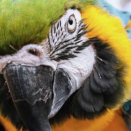 Beautiful Bird Photography by World Art Collective