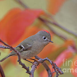 Ruby-crowned Kinglet by Gary Wing