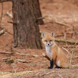 Fox Kits by Brook Burling