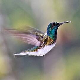 Stretching wings - White-necked Jacobin  by Jurgen Bode