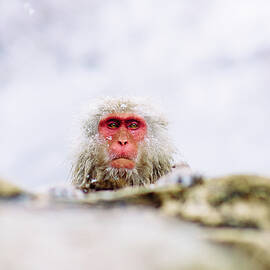  Jigokudani Monkey Park, Nagano, Japan by Eugene Nikiforov