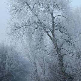 161a Winter Path by Mick Harman