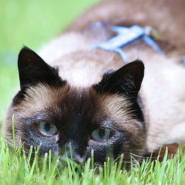 Behind Blue Eyes by Theresa Campbell