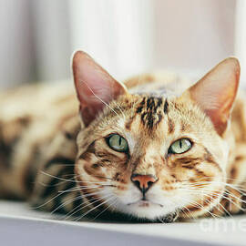 Bengal cat resting and relaxing while lying on a window sill at home. by Michal Bednarek