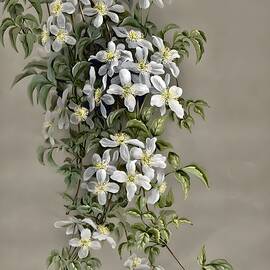 Clematis aristata RBr ex Ker Gawl family Ranunculaceae by From Natures Arms