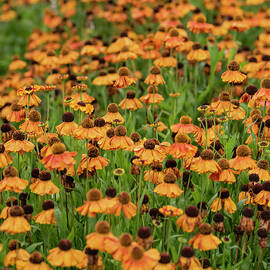 Colorful close up image of Common Sneezeweed Helenium Autumnale  by Matthew Gibson