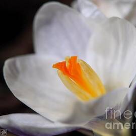 Crocus named Prins Claus by J McCombie