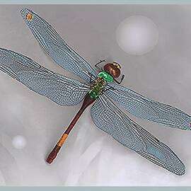 Dragonfly by Hartmut Jager