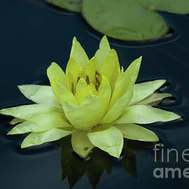 Floating Lily by Robert Bales