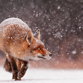 Fox First Snow by Roeselien Raimond