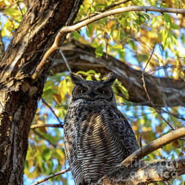 Great Horned Owl by Matt Wegner