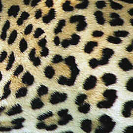 Leopard Spots by Karen Zuk Rosenblatt