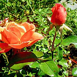 Orange Roses by Stephanie Moore