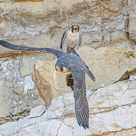 Peregrine Falcon Pair And Prey #3 by Morris Finkelstein