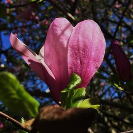 Pink magnolia blossoms by Thomas Brewster