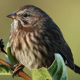 Song Sparrow