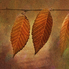 Textured Autumn Leaves 3 by John Rogers