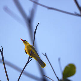 The Black Naped Oriole by Bill Rogers