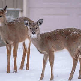 white tail deer in the mountains winter season by ALEX GRICHENKO