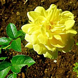 Yellow Rose by Stephanie Moore