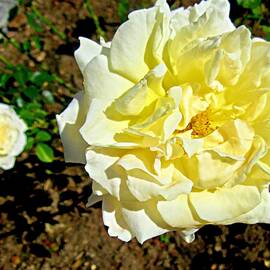 Yellow roses by Stephanie Moore