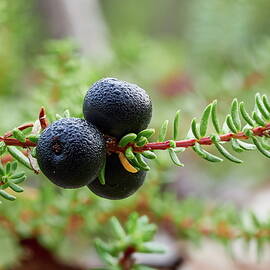 Crowberry by Jouko Lehto