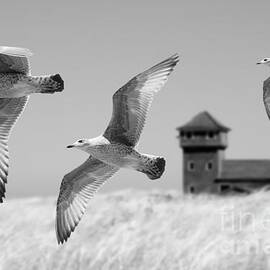 3 Gulls in Flight BW by Mike Nellums