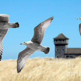 3 Gulls in Flight by Mike Nellums