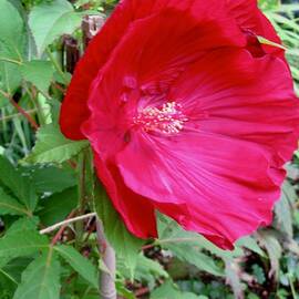 Red Hibiscus by Stephanie Moore
