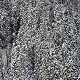 White conifer forest, on hillside by Steve Estvanik