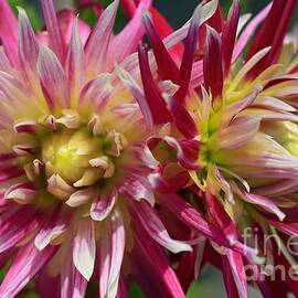 Dahlia named Hollyhill Spider Woman by J McCombie