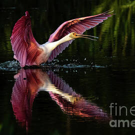 Roseate Spoonbills  by Tom Sergio