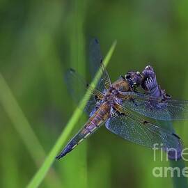 4 spotted Skimmer. by Douglas White