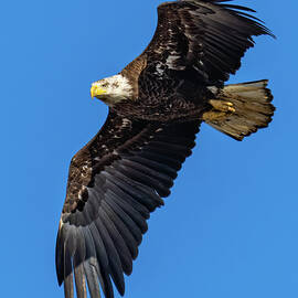 Bald Eagle in flight by William Krumpelman