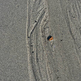 Coastal Patterns and Textures by Shankar Adiseshan