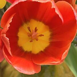 Happy Mothers Day Yellow Orange Tulips 2023 by John Shiron
