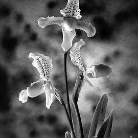 orchids by Exors