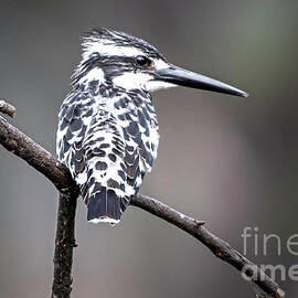 Pied Kingfisher by Pravine Chester