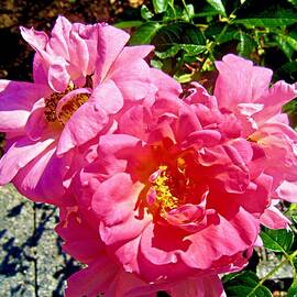 Pink roses by Stephanie Moore