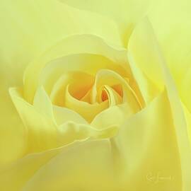 Digitally Painted Rose by Sue Leonard
