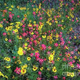 Wild Flowers 512 by D Davila