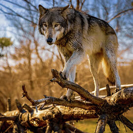 Wildlife by Brian Venghous