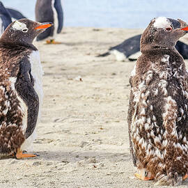 Newmans Station, Falkland Islands, UK by Paul James Bannerman