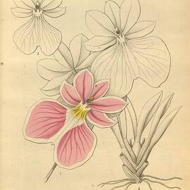 Odontoglossum Vexillarium by World Art Collective