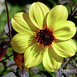 8 Petal Yellow Flower