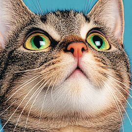 Psy Cat Abstract 70' Retro by SampadArt Gallery