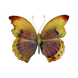84 Gold-Banded Glider Butterfly by Amy Kirkpatrick