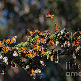 Monarchs Sunning 8644 by Craig Corwin