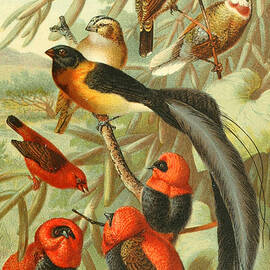 91146 Weaver Bird by World Art Collective