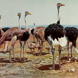 A 31746 African Ostrich, Struthio Camelus by World Art Collective